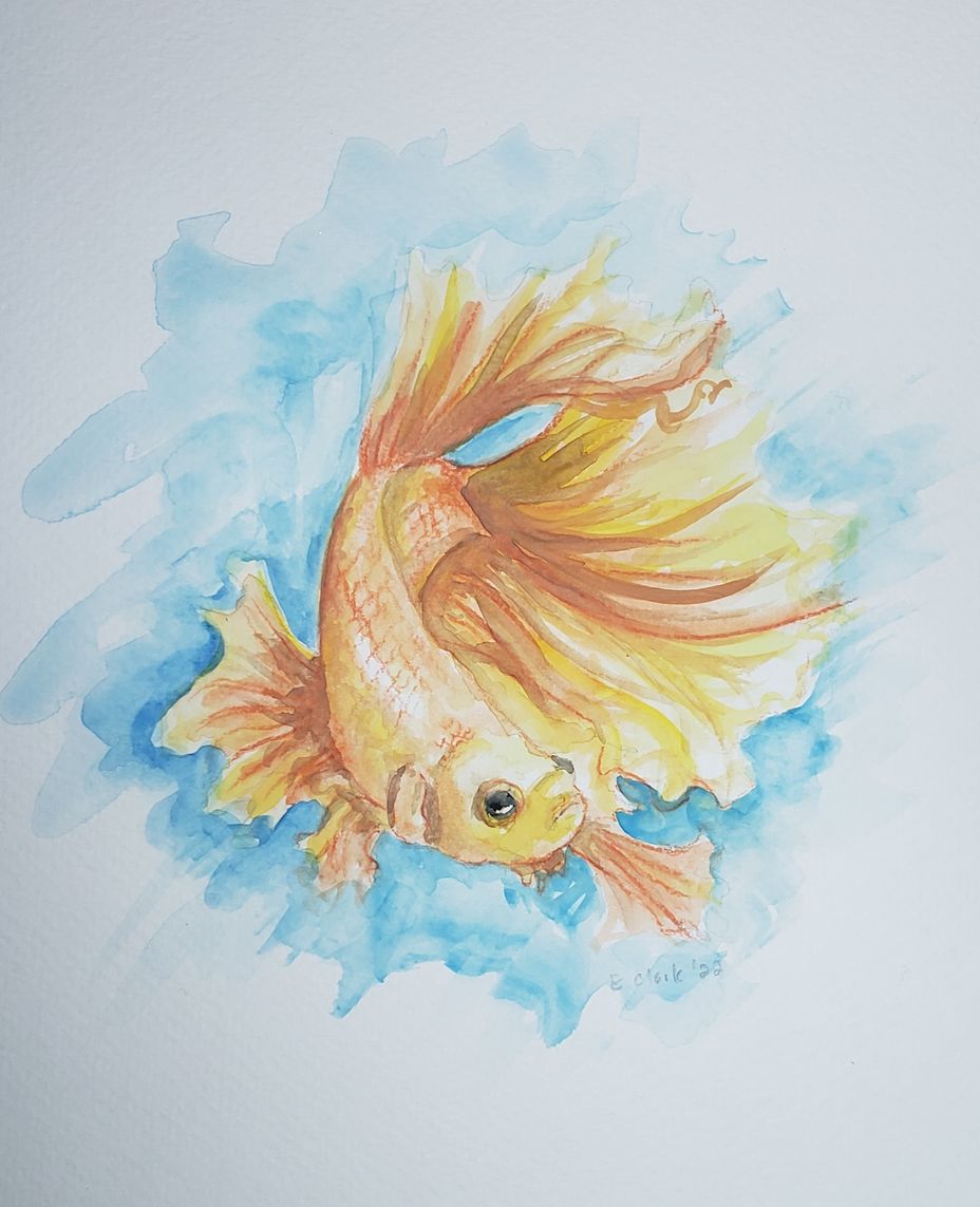 <p>Gold betta fish</p>