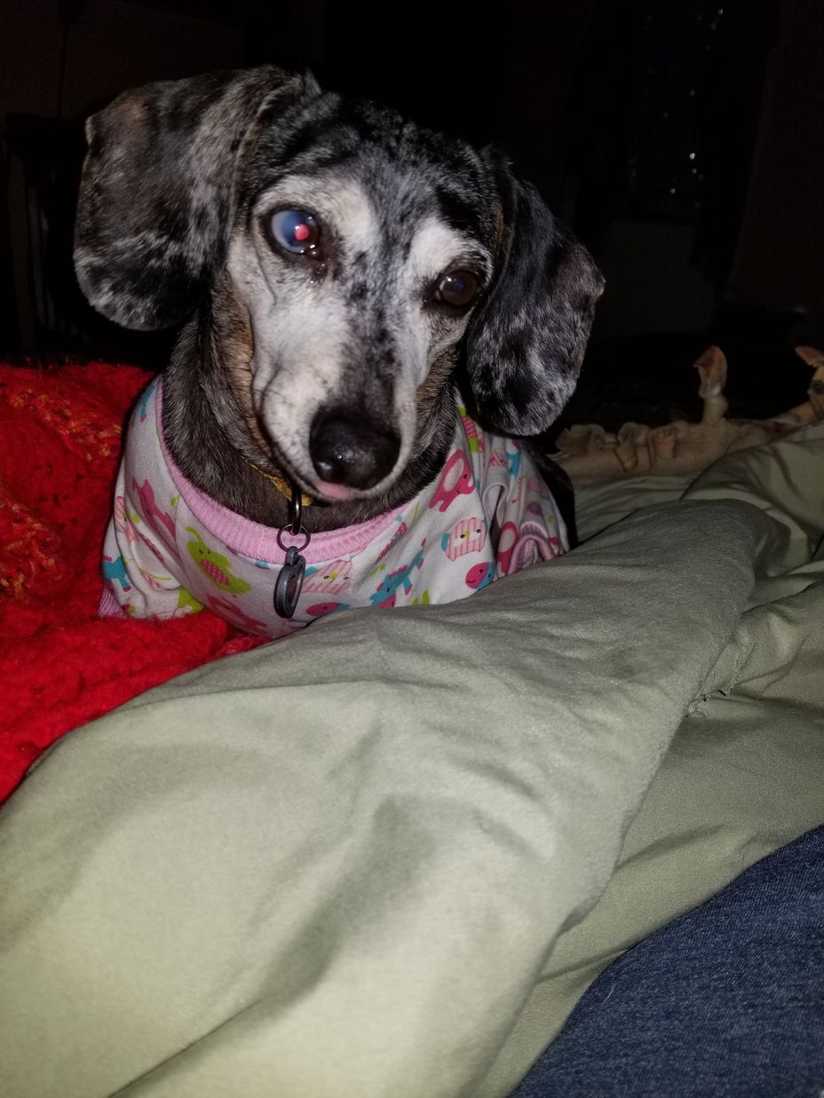 <p>my newest nurse is my doxie <a class="tm-topic-link ugc-topic" title="Kissesmakeitbetter" href="/topic/kissesmakeitbetter/" data-id="5dad0c2604a83a00cfa381af" data-name="Kissesmakeitbetter" aria-label="hashtag Kissesmakeitbetter">#Kissesmakeitbetter</a> </p>