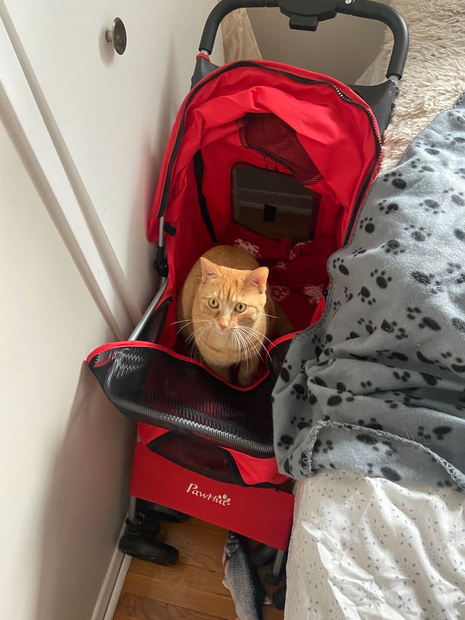 <p>In a bad place right now... (picture: because who doesn’t love a cat in her own stroller? Lol)❤️💕🐱🐶💪🥰🤗</p>