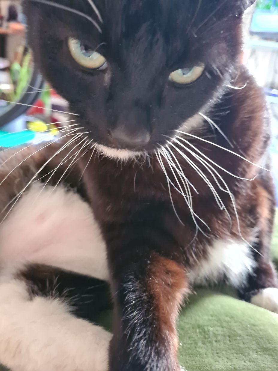<p>This is James.<br>He's a rescue cat<br>Since my husband's death, he's been keeping a close eye on me and my son.<br>Aren't animals amazing?</p>