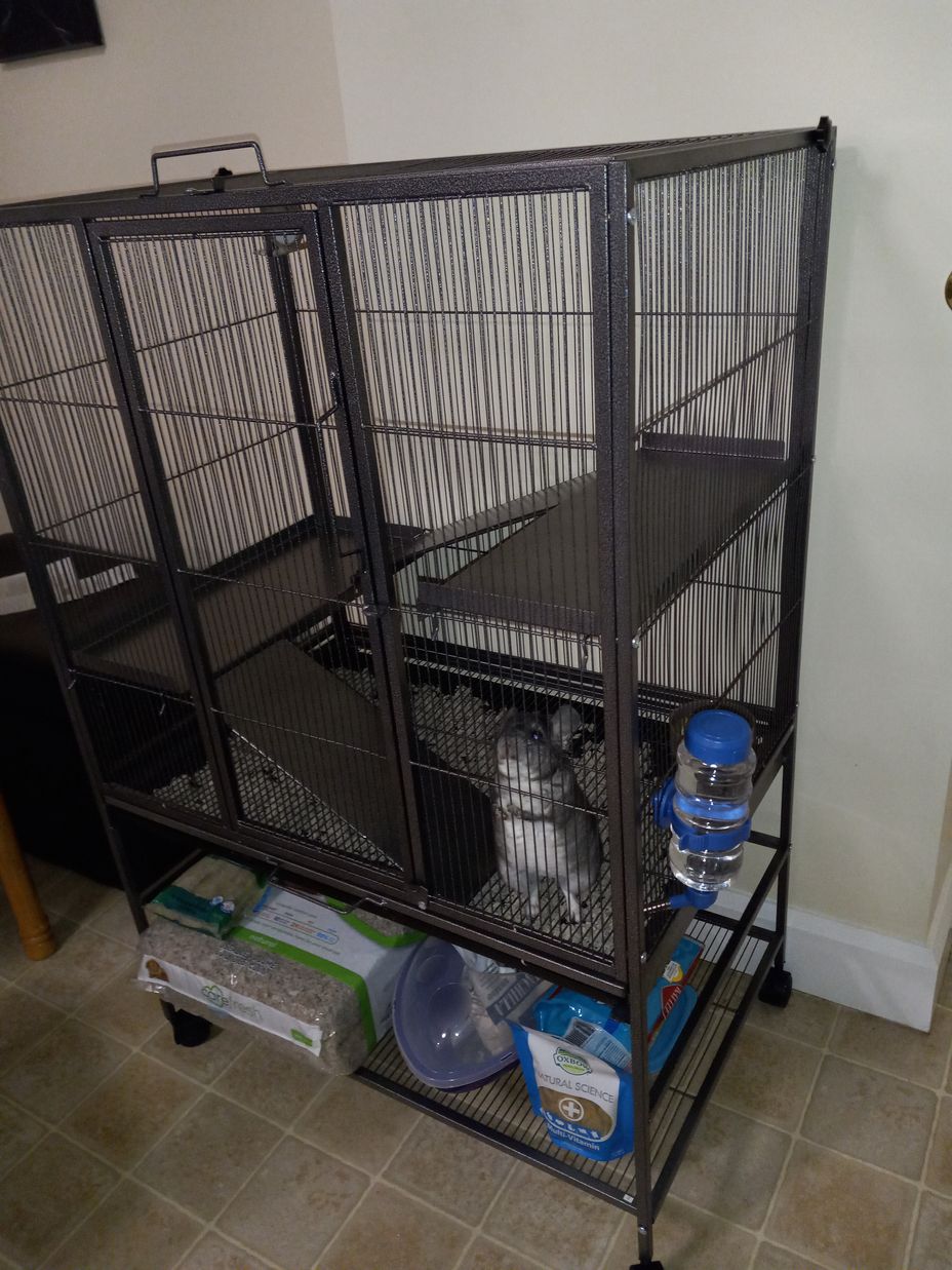 <p>Name that chinchilla/ support pet</p>
