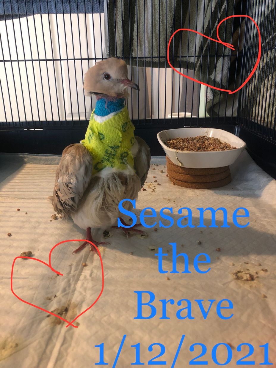 <p>Sesame the Brave</p>