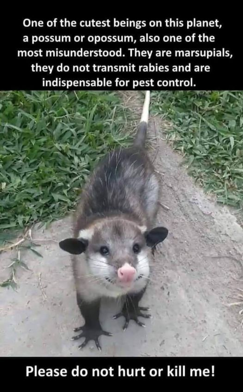 <p>Did you know you needed an oppossum today?🤣🤣🤣</p>
