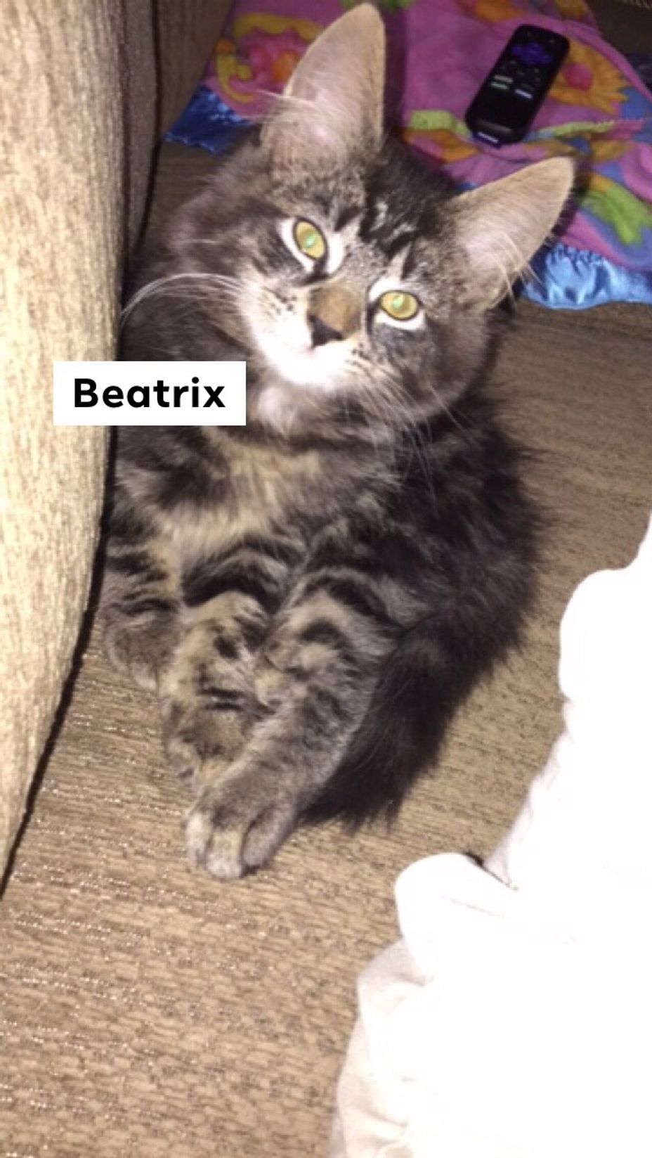 <p>My cat Beatrix <a class="tm-topic-link ugc-topic" title="cat" href="/topic/cat/" data-id="5b23ce6b00553f33fe98f343" data-name="cat" aria-label="hashtag cat">#Cat</a> <a class="tm-topic-link ugc-topic" title="autism therapy" href="/topic/autism-therapy/" data-id="5b23ce6300553f33fe98daa6" data-name="autism therapy" aria-label="hashtag autism therapy">#AutismTherapy</a></p>