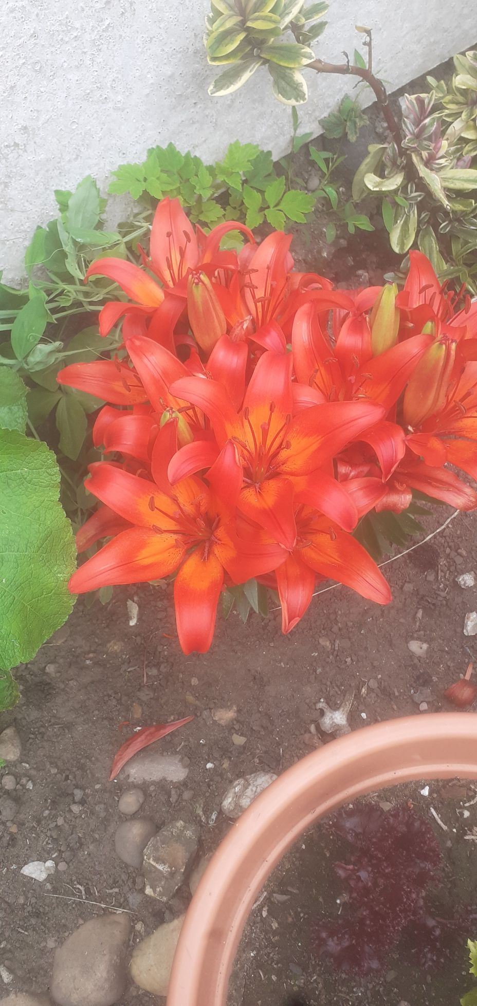 <p>Beautiful orange lilies 😇🥰</p>
