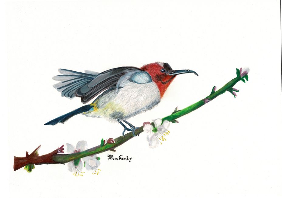 <p>Just to introduce myself. I am a coloured pencil artist. I mainly draw nature. I’m also disabled. With a host of physical and some MH disabilities.</p>