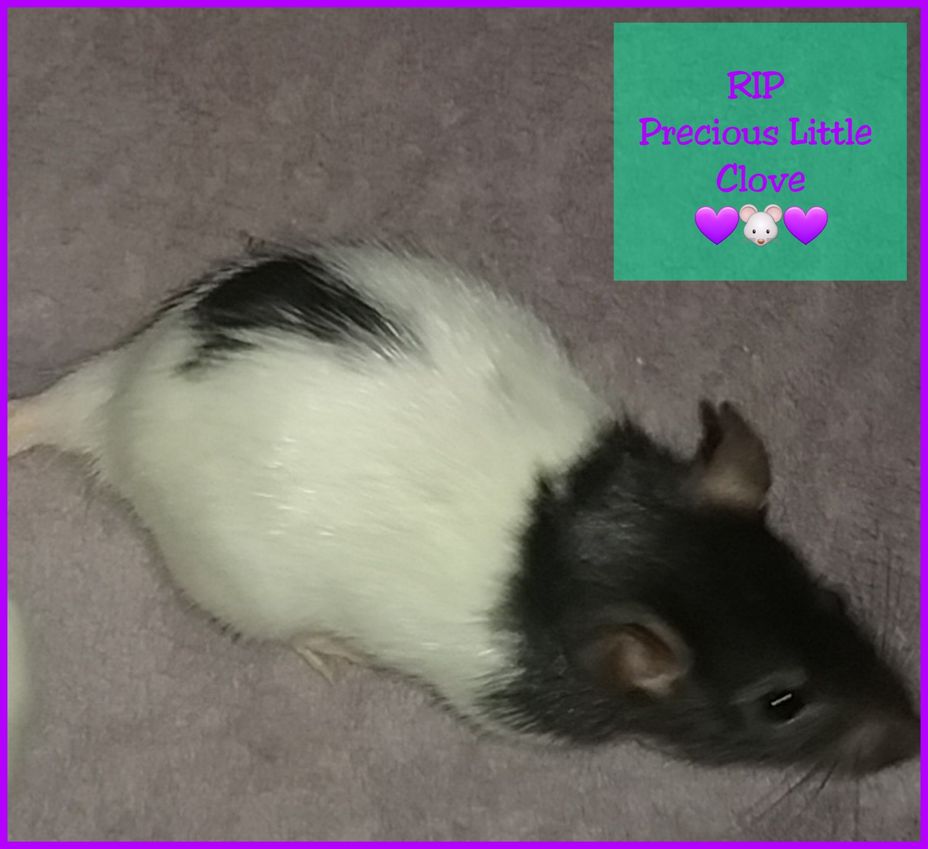 <p>RIP Sweet Little Clove <a class="tm-topic-link mighty-topic" title="Chronic Illness" href="/topic/chronic-illness/" data-id="5b23ce6f00553f33fe98fe39" data-name="Chronic Illness" aria-label="hashtag Chronic Illness">#ChronicIllness</a>  <a class="tm-topic-link mighty-topic" title="Chronic Pain" href="/topic/chronic-pain/" data-id="5b23ce6f00553f33fe98ff5b" data-name="Chronic Pain" aria-label="hashtag Chronic Pain">#ChronicPain</a>  <a class="tm-topic-link mighty-topic" title="#MightyPets Community" href="/topic/mightypets/" data-id="5bbff887e4e4cc00ac2a02a2" data-name="#MightyPets Community" aria-label="hashtag #MightyPets Community">#MightyPets</a>  <a class="tm-topic-link mighty-topic" title="Fibromyalgia" href="/topic/fibromyalgia/" data-id="5b23ce7f00553f33fe992ab1" data-name="Fibromyalgia" aria-label="hashtag Fibromyalgia">#Fibromyalgia</a>  <a class="tm-topic-link mighty-topic" title="Lupus" href="/topic/lupus/" data-id="5b23ce9700553f33fe996d9b" data-name="Lupus" aria-label="hashtag Lupus">#Lupus</a>  <a class="tm-topic-link mighty-topic" title="Multiple Sclerosis" href="/topic/multiple-sclerosis/" data-id="5b23ce9f00553f33fe998486" data-name="Multiple Sclerosis" aria-label="hashtag Multiple Sclerosis">#MultipleSclerosis</a> </p>
