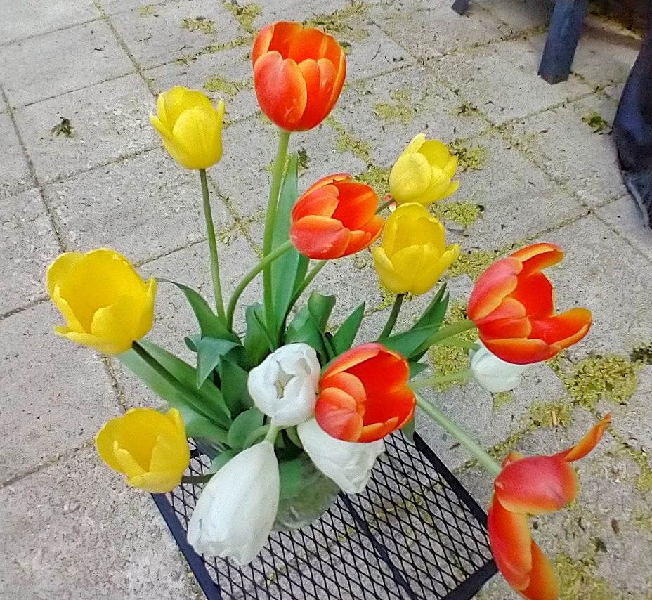 <p>Tulips my favorite flower <a class="tm-topic-link ugc-topic" title="tulips" href="/topic/tulips/" data-id="627be190e2e4ac0032d5e48f" data-name="tulips" aria-label="hashtag tulips">#tulips</a>  <a class="tm-topic-link ugc-topic" title="beauty" href="/topic/beauty/" data-id="5b23ce6400553f33fe98e092" data-name="beauty" aria-label="hashtag beauty">#Beauty</a>  <a class="tm-topic-link ugc-topic" title="Flowers" href="/topic/flowers/" data-id="5cfe87780a9f4b00d93f6b8a" data-name="Flowers" aria-label="hashtag Flowers">#Flowers</a>  <a class="tm-topic-link ugc-topic" title="Gift" href="/topic/gift/" data-id="5c4a41e45afb6900c9bc9d0a" data-name="Gift" aria-label="hashtag Gift">#Gift</a>  <a class="tm-topic-link ugc-topic" title="happy" href="/topic/happy/" data-id="5b60a724b7d78300aeb39200" data-name="happy" aria-label="hashtag happy">#happy</a> </p>