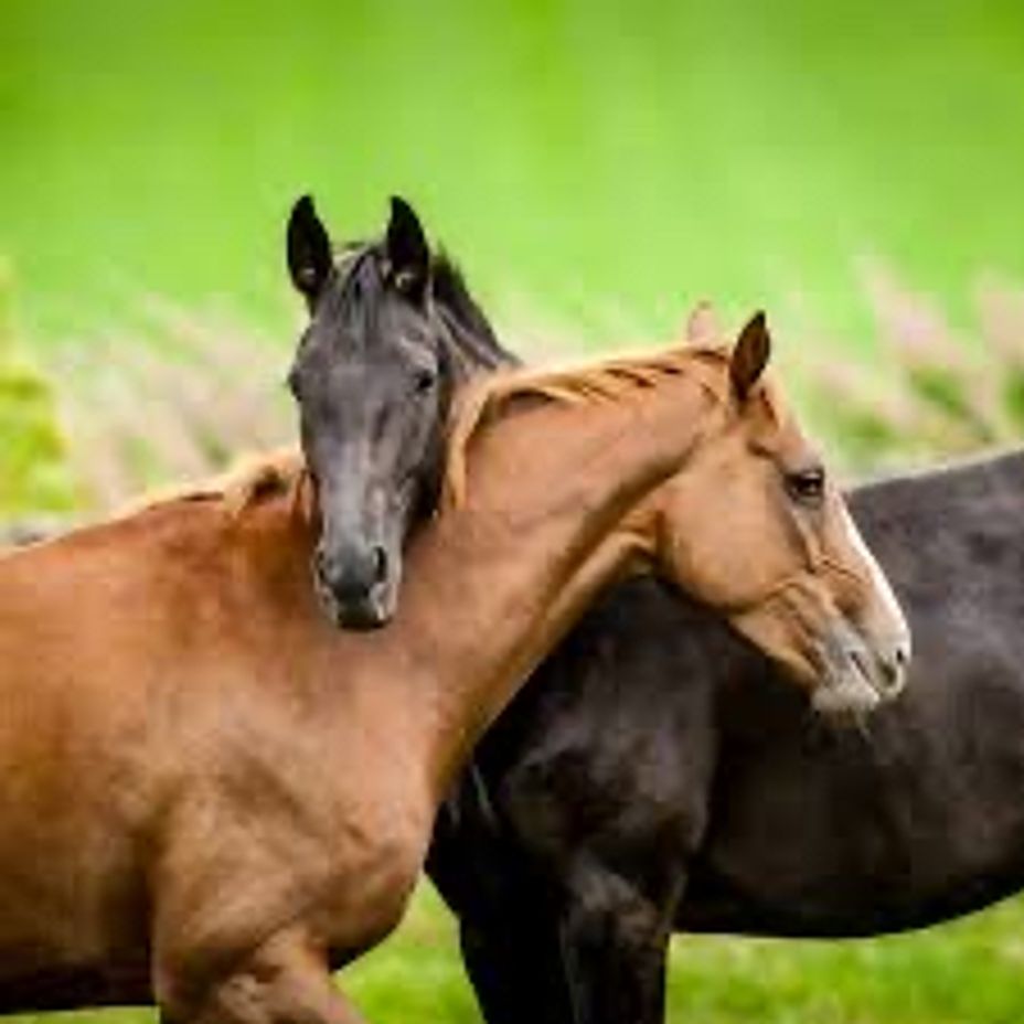 <p>Horses at church</p><p><a class="tm-topic-link mighty-topic" title="Mental Health" href="/topic/mental-health/" data-id="5b23ce5800553f33fe98c3a3" data-name="Mental Health" aria-label="hashtag Mental Health">#MentalHealth</a>  <a class="tm-topic-link mighty-topic" title="Depression" href="/topic/depression/" data-id="5b23ce7600553f33fe991123" data-name="Depression" aria-label="hashtag Depression">#Depression</a>  <a class="tm-topic-link mighty-topic" title="Anxiety" href="/topic/anxiety/" data-id="5b23ce5f00553f33fe98d1b4" data-name="Anxiety" aria-label="hashtag Anxiety">#Anxiety</a>  <a class="tm-topic-link mighty-topic" title="Post-traumatic Stress Disorder (PTSD)" href="/topic/post-traumatic-stress-disorder-ptsd/" data-id="5b23ceac00553f33fe99a7d3" data-name="Post-traumatic Stress Disorder (PTSD)" aria-label="hashtag Post-traumatic Stress Disorder (PTSD)">#PTSD</a>  <a class="tm-topic-link ugc-topic" title="Christianity" href="/topic/christianity/" data-id="5b23ce6e00553f33fe98fcc3" data-name="Christianity" aria-label="hashtag Christianity">#Christianity</a>  <a class="tm-topic-link ugc-topic" title="horses" href="/topic/horses/" data-id="5bbb8dd8d510ba4e4f1d596f" data-name="horses" aria-label="hashtag horses">#Horses</a>  <a class="tm-topic-link ugc-topic" title="church" href="/topic/church/" data-id="5b23ce6f00553f33fe98fffe" data-name="church" aria-label="hashtag church">#Church</a>  <a class="tm-topic-link ugc-topic" title="funny" href="/topic/funny/" data-id="5c2d1dfa472adc00c9b66409" data-name="funny" aria-label="hashtag funny">#funny</a>  <a class="tm-topic-link ugc-topic" title="Laugh" href="/topic/laugh/" data-id="5c11fe9be5aa8400ca6dcf77" data-name="Laugh" aria-label="hashtag Laugh">#Laugh</a> </p>