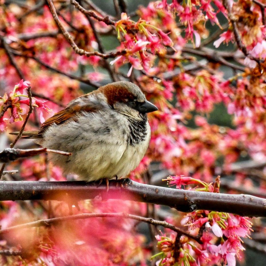 <p>Mr. Sparrow taking in the springtime beauty</p>